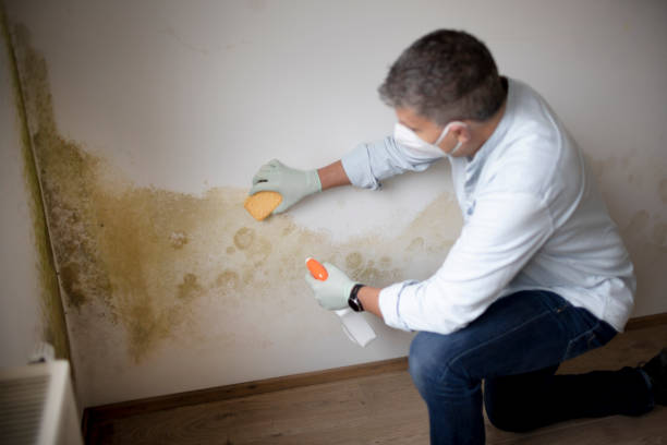 Best Mold Documentation for Insurance Claims  in Calhoun, GA