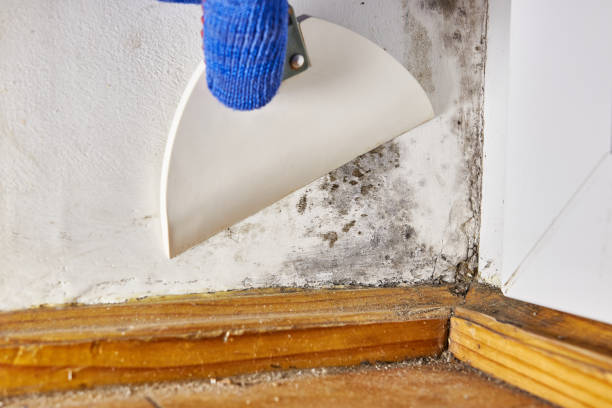 Best Black Mold Removal  in Calhoun, GA
