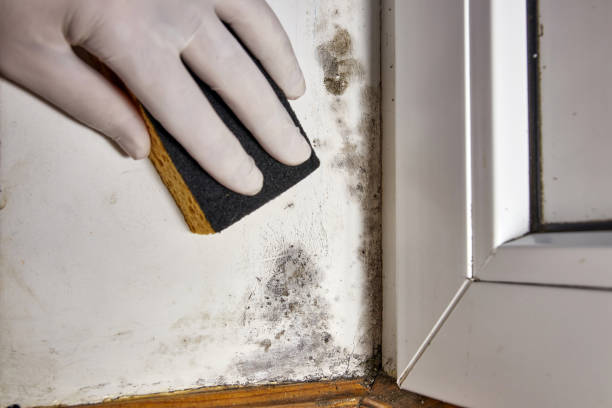 Best Emergency Mold Remediation  in Calhoun, GA